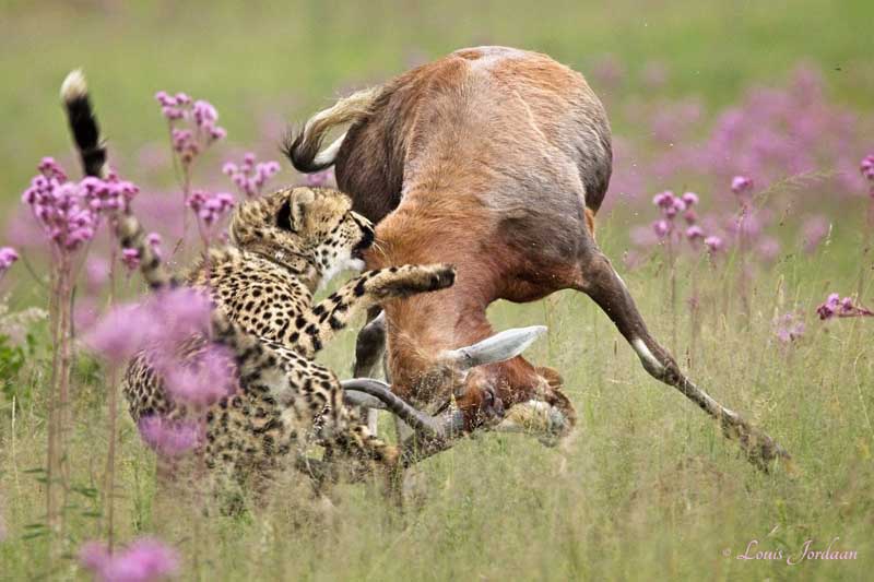 Cheetah Kill
